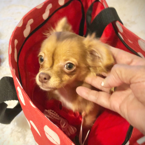 Chihuahua Puppy Lil Ruthie