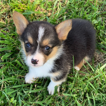 Pembroke Welsh Corgi Puppy Gracie May