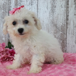 Bichonpoo Puppy Candy