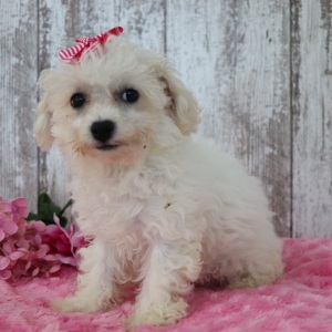 Bichonpoo Puppy Candy