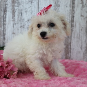 Bichonpoo Puppy Candy