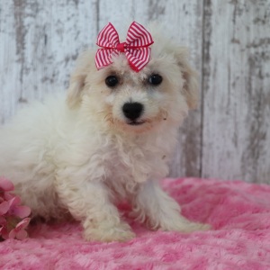 Bichonpoo Puppy Candy