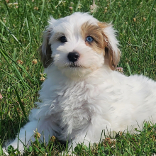 Maltipoo Puppy Dreamy