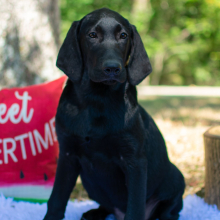 Labrador Retriever Puppy Baxten