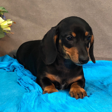 Dachshund Puppy Missy