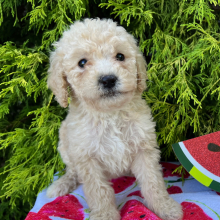 Labradoodle Puppy Maisy
