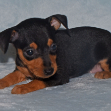 Miniature Pinscher Puppy Bandit