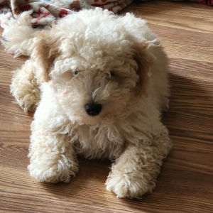 Goldendoodle Puppy Farley
