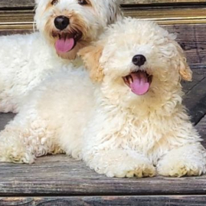 Goldendoodle Puppy Farley