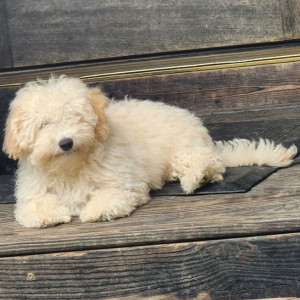 Goldendoodle Puppy Farley