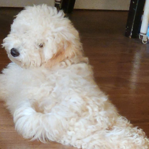 Goldendoodle Puppy Farley