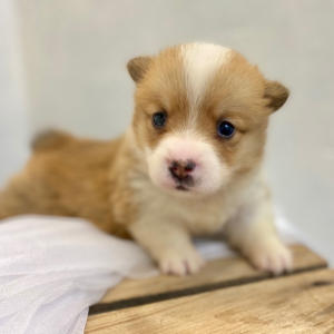 Pembroke Welsh Corgi Puppy Lava