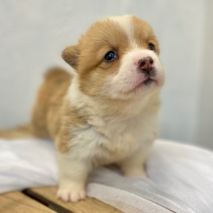 Pembroke Welsh Corgi Puppy Lava