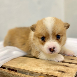 Pembroke Welsh Corgi Puppy Lava