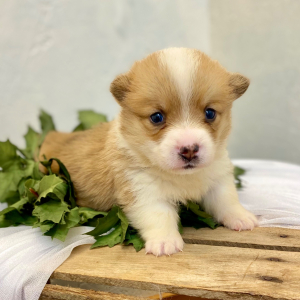 Pembroke Welsh Corgi Puppy Lava