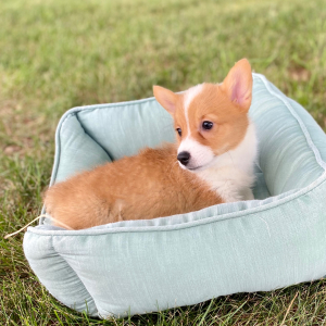 Pembroke Welsh Corgi Puppy Lava