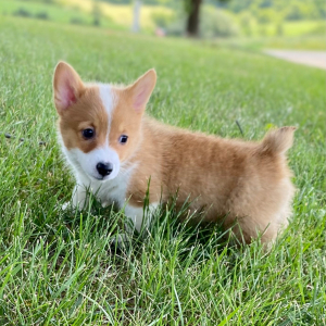 Pembroke Welsh Corgi Puppy Lava