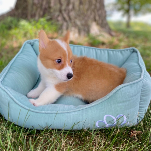 Pembroke Welsh Corgi Puppy Lava