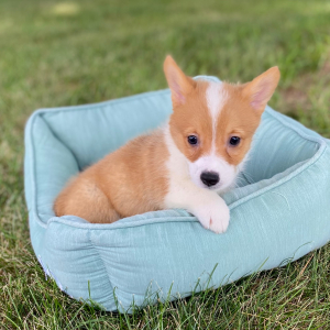 Pembroke Welsh Corgi Puppy Lava