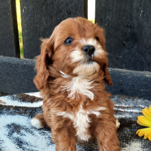 Cavapoo Puppy Bailey
