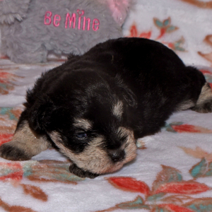 Miniature Schnauzer Puppy Sadie