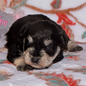 Miniature Schnauzer Puppy Sadie