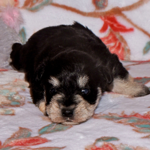 Miniature Schnauzer Puppy Sadie
