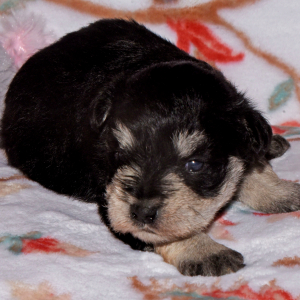 Miniature Schnauzer Puppy Sadie