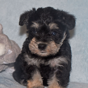 Miniature Schnauzer Puppy Sadie