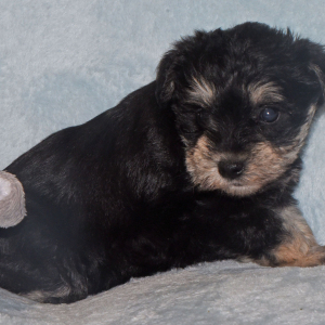 Miniature Schnauzer Puppy Sadie