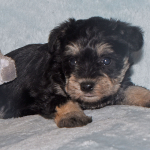 Miniature Schnauzer Puppy Sadie