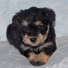 Miniature Schnauzer Puppy Sadie