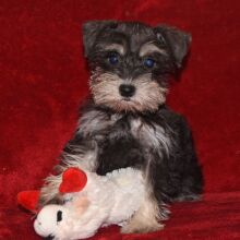 Miniature Schnauzer Puppy Sadie