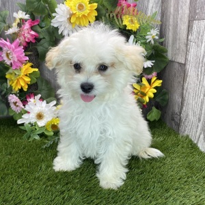Maltipoo Puppy Jax