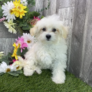 Maltipoo Puppy Jax