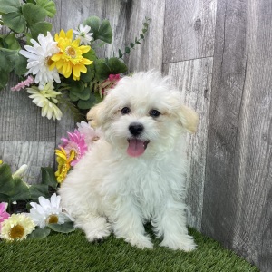 Maltipoo Puppy Jax