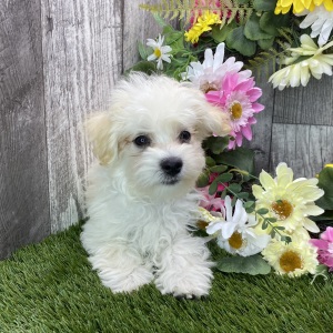 Maltipoo Puppy Jax