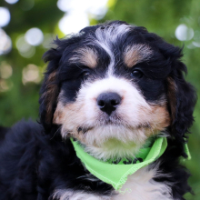 Bernedoodle Puppy Mojo