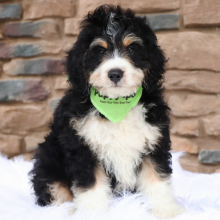 Bernedoodle Puppy Mojo