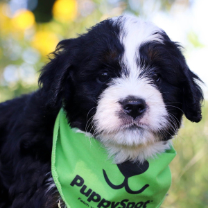 Bernedoodle Puppy Ozzy