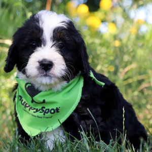 Bernedoodle Puppy Ozzy