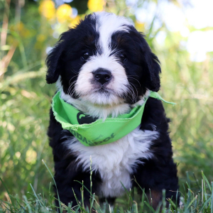Bernedoodle Puppy Ozzy