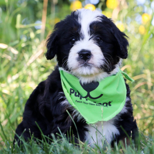 Bernedoodle Puppy Ozzy