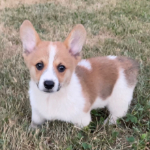 American Corgi Puppy Bentley