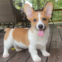 American Corgi Puppy Bentley