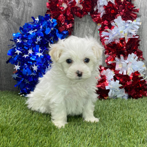 Maltipoo Puppy Ferrari