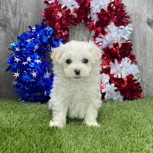 Maltipoo Puppy Ferrari