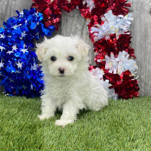 Maltipoo Puppy Ferrari