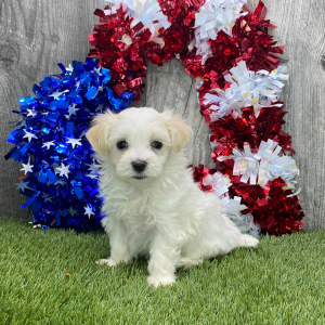 Maltipoo Puppy Farah
