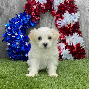 Maltipoo Puppy Farah